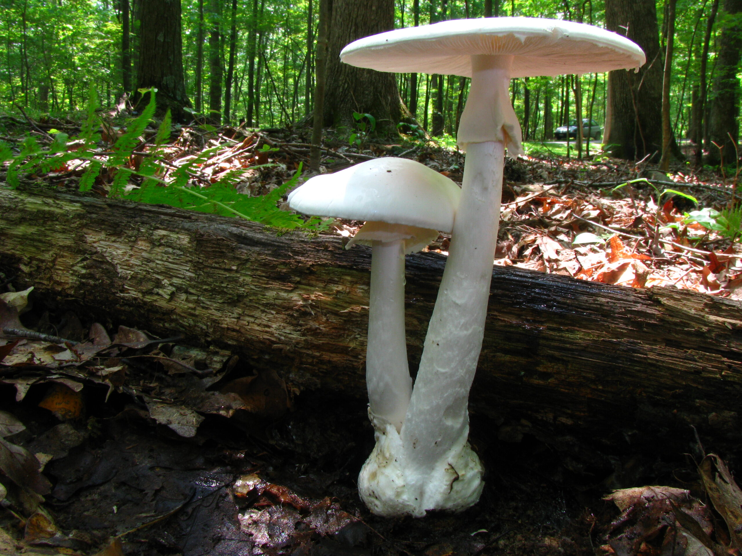 Attention, les champignons ! Ce truc est-il mortel ou juste étrange ?