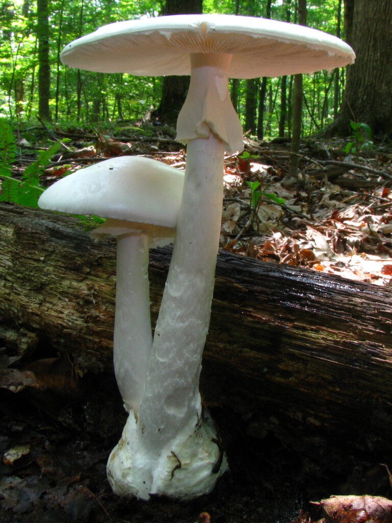 Attention, les champignons ! Ce truc est-il mortel ou juste étrange ?