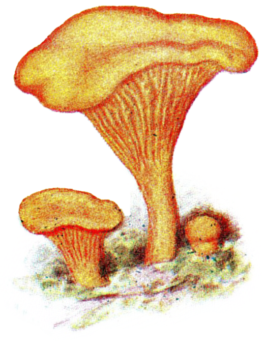 Attention, les champignons ! Ce truc est-il mortel ou juste étrange ?