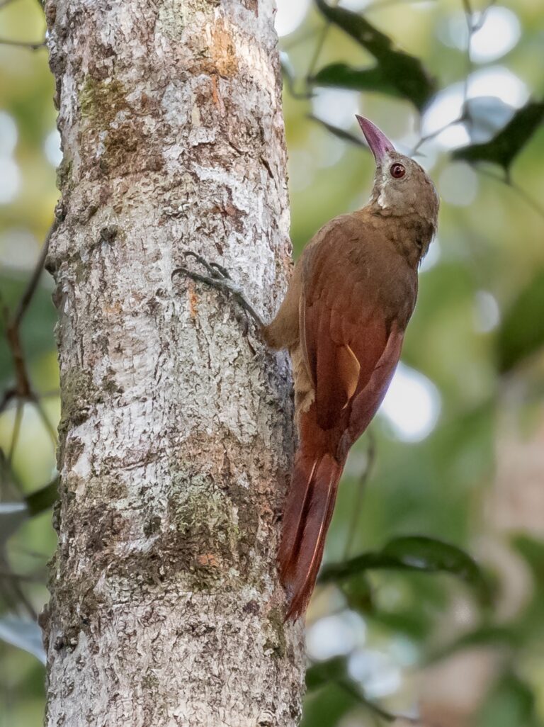Ces oiseaux sont partout, mais nos définitions sont partout différentes ?