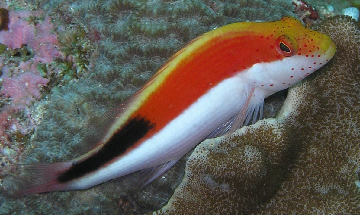 Ces poissons-faucons parlent-ils tous le même langage ? Un voyage linguistique sous l'océan !