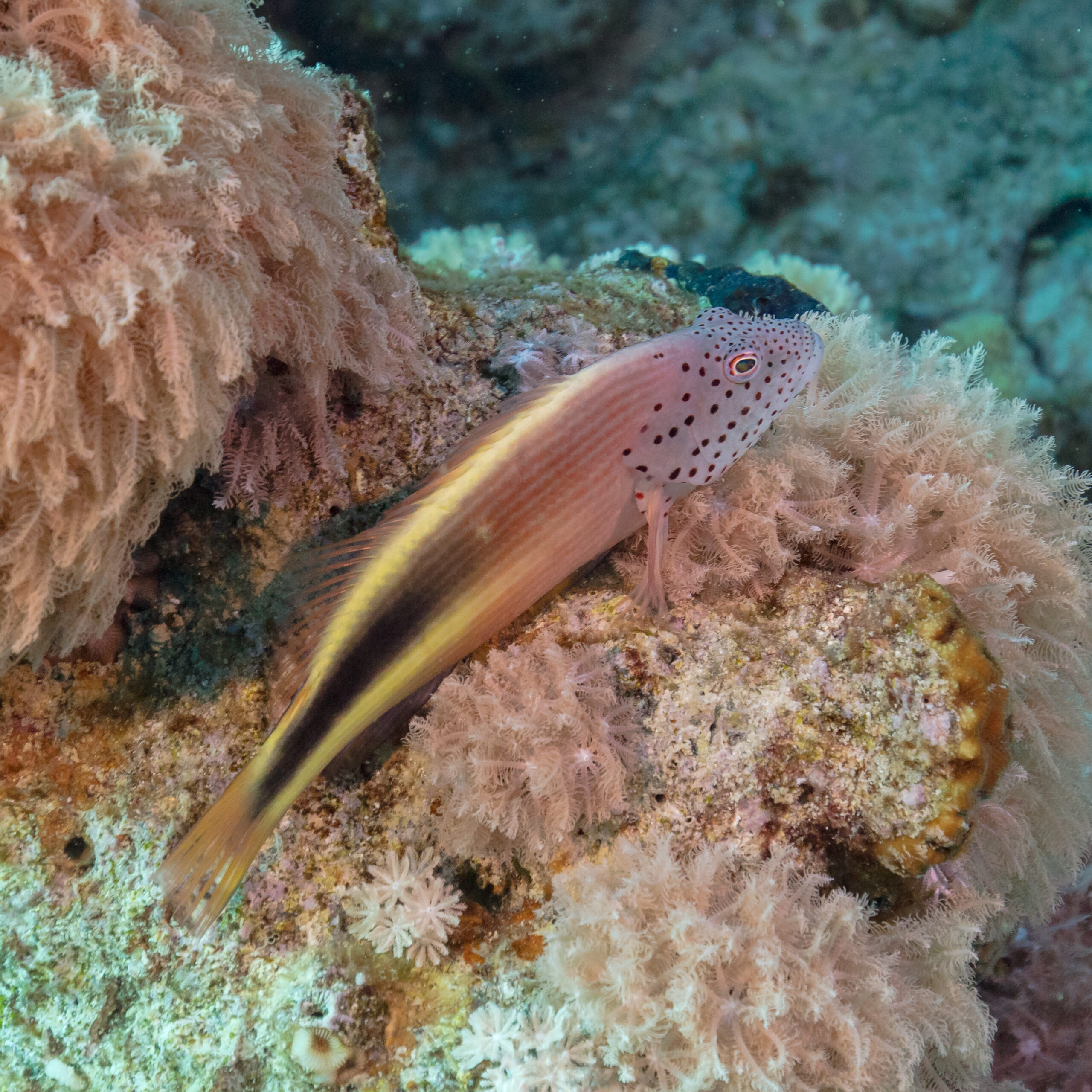 Ces poissons-faucons parlent-ils tous le même langage ? Un voyage linguistique sous l'océan !