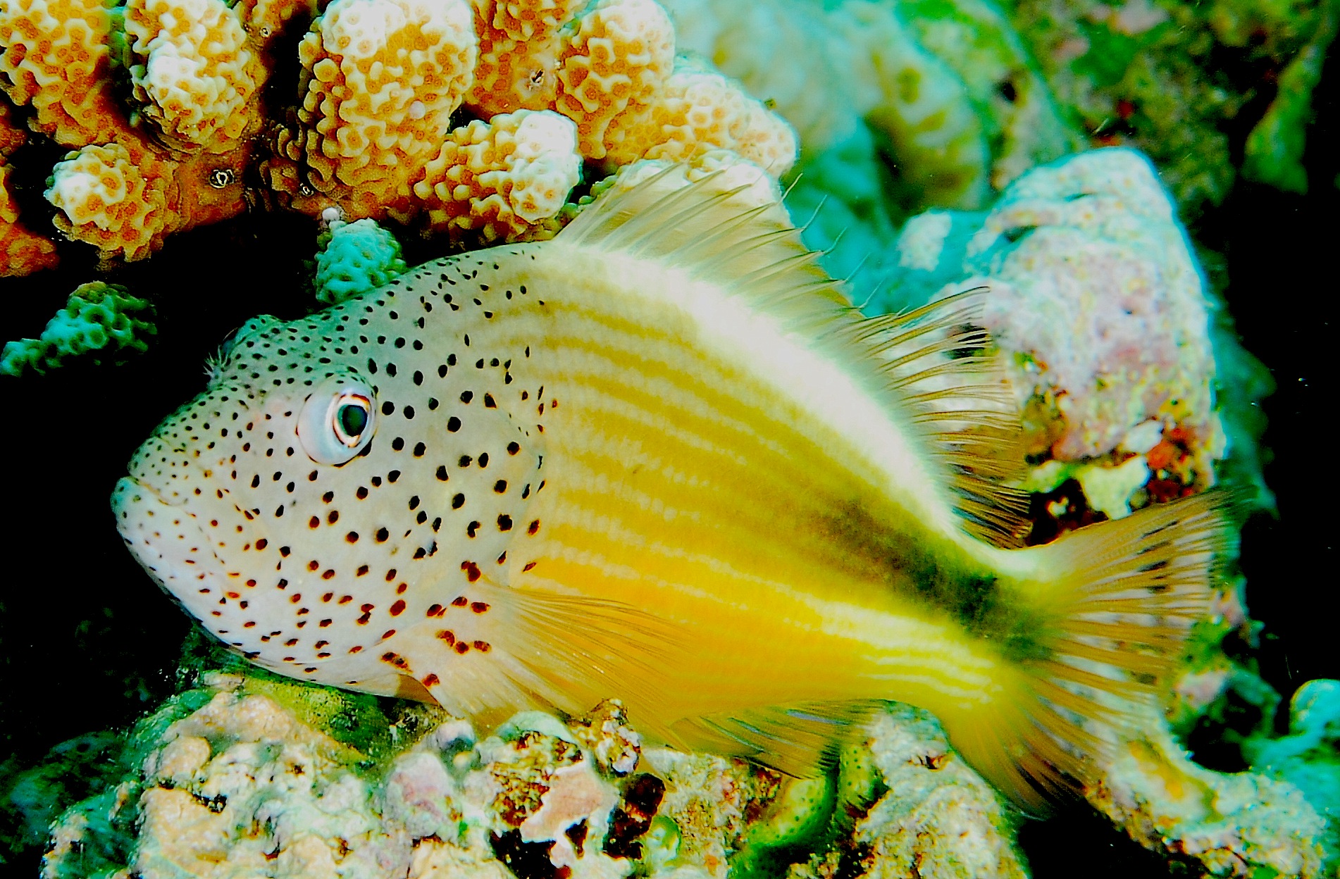 Ces poissons-faucons parlent-ils tous le même langage ? Un voyage linguistique sous l'océan !