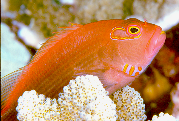 Ces poissons-faucons parlent-ils tous le même langage ? Un voyage linguistique sous l&rsquo;océan !