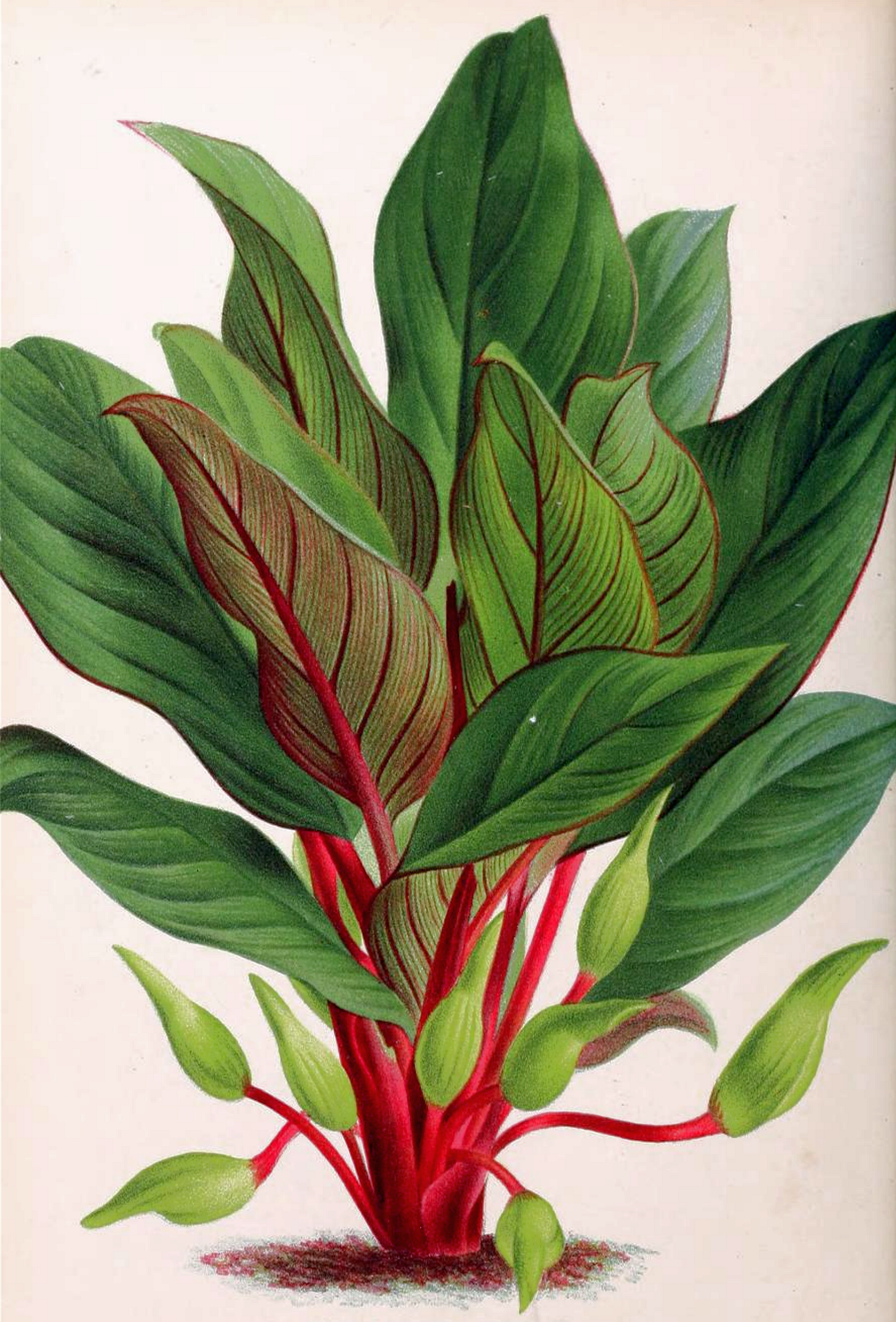 Homalomena : Est-ce que le même genre de plante a un nom différent dans chaque pays ?
