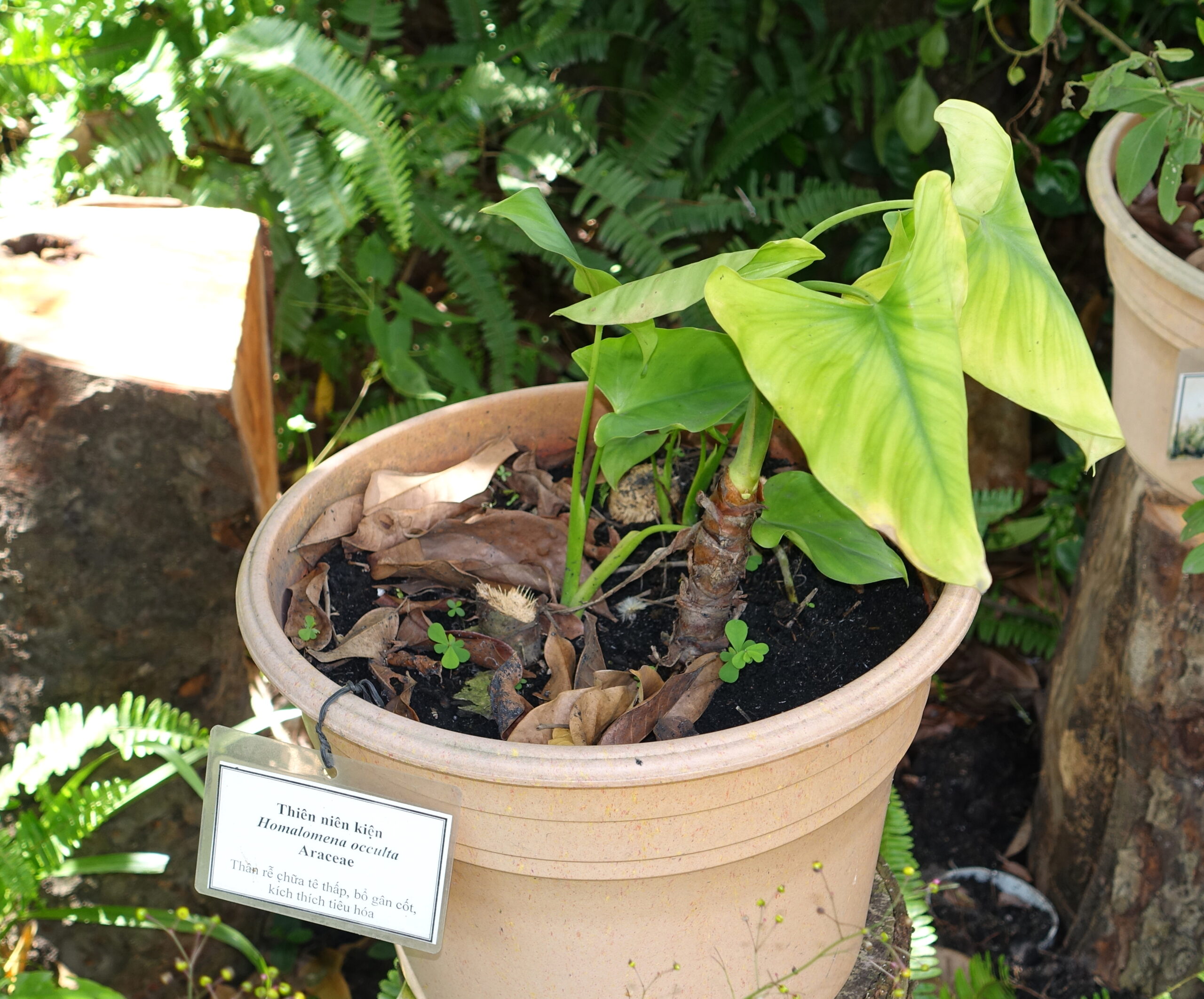 Homalomena : Est-ce que le même genre de plante a un nom différent dans chaque pays ?