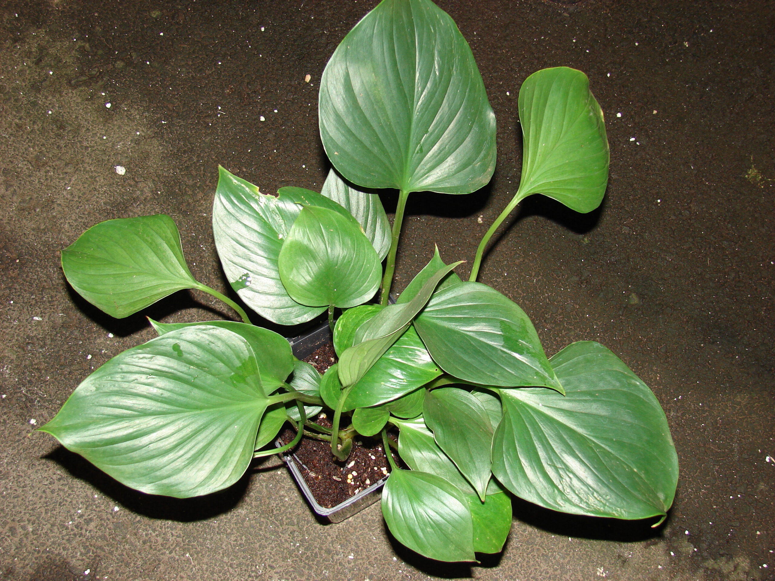 Homalomena : Est-ce que le même genre de plante a un nom différent dans chaque pays ?