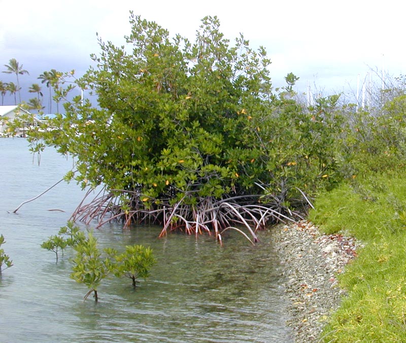 Les plantes qui changent de nom : le mystère des Rhizophorales