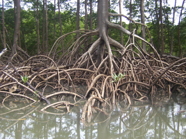 Les plantes qui changent de nom : le mystère des Rhizophorales