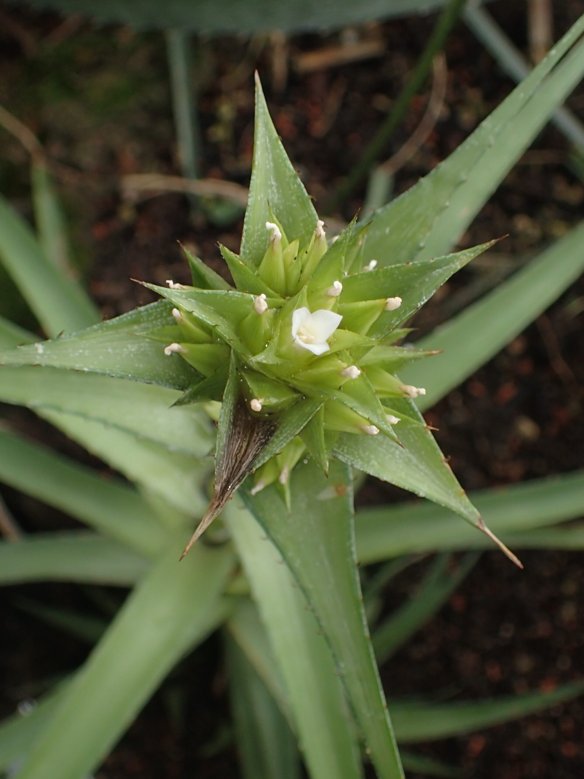 Orthophytum : Est-ce qu'une plante est vraiment la même partout dans le monde ?