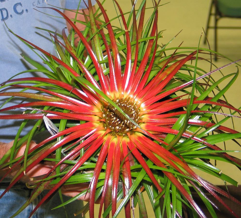 Orthophytum : Est-ce qu'une plante est vraiment la même partout dans le monde ?