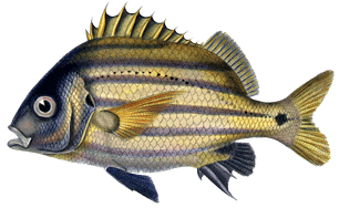 Un poisson fantôme : le mystère Myxiops