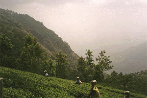 Un thé, mille histoires : le mystère du Nilgiri