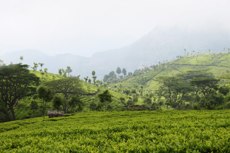 Un thé, mille histoires : le mystère du Nilgiri