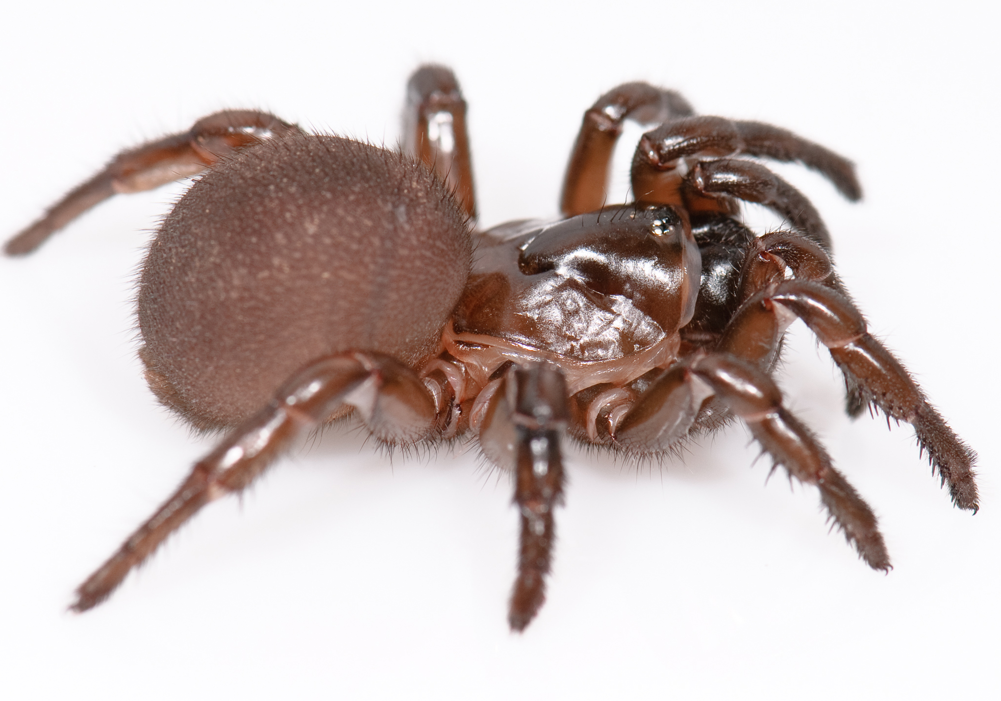 Une araignée, mais quelle araignée ?