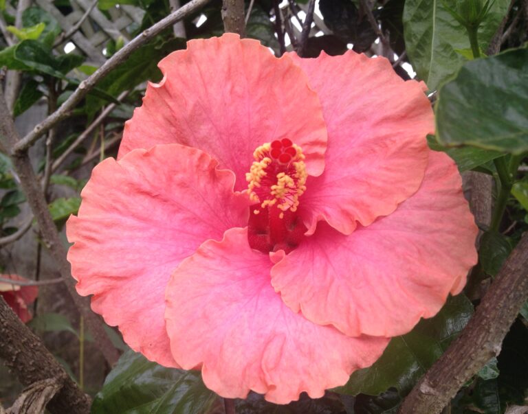 Une même côte, trois réalités : l&rsquo;énigme de la Côte des Hibiscus